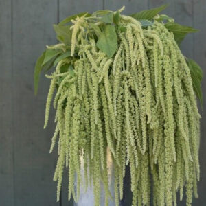 Amaranthus caudatus-Viridis