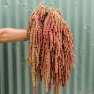 Amaranthus caudatus-Coral Fountain