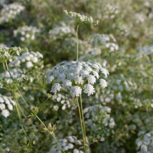 Ammi majus-Queen of Africa