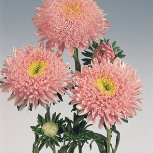 Aster Standy-Salmon Pink