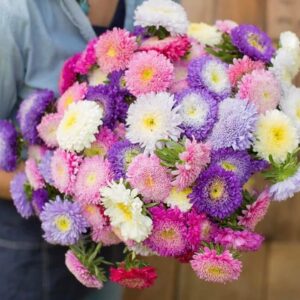 Aster-Matador Mixture