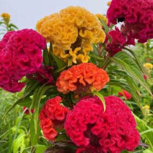 Celosia-Chief Mix