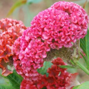 Celosia-Cristata Chief Rose
