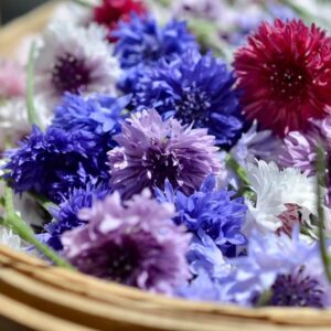 Centaurea cyanus-Ball Mix