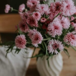 Centaurea cyanus-Ball Pink