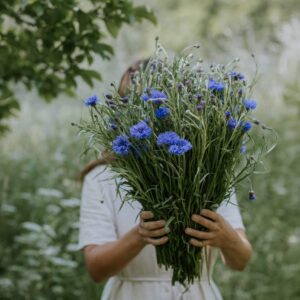 Centaurea cyanus-Ball Blue