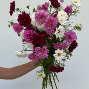 Cosmos Double-Click Mix