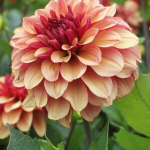 Dahlia-Creme de Cognac