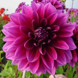 Dahlia-Le Baron