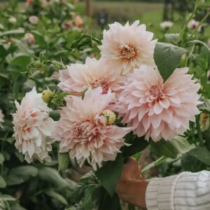 DAHL_07-DAHLIA(1) Dahlia -Cafe Au Lait