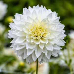 Dahlia-Fleurel