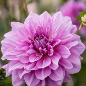 Dahlia-Lavender Perfection