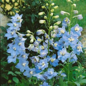 Delphinium-Summer Skies