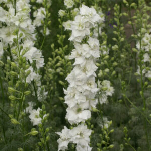 Delphinium-Brisbane Pure White