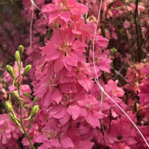 Delphinium-Brisbane Salmon Pink