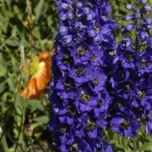 Delphinium-Brisbane Deep Blue
