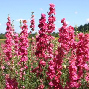 Delphinium-Brisbane Carmin Rose