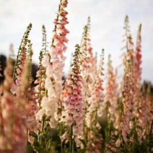Digitalis purpurea-Dalmatian Peach