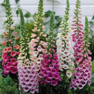 Digitalis purpurea-Candy Mountain Mix