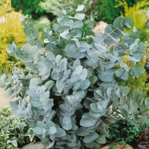 Eucalyptus-Silverdollar