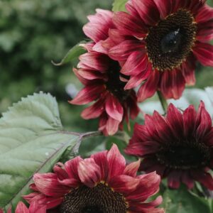 Helianthus annuus-Pro Cut Red