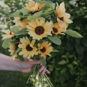 Helianthus annuus-Pro Cut Peach