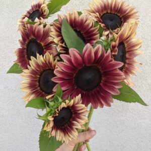 Helianthus annuus-Pro Cut Plum