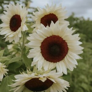 Helianthus annuus-Pro Cut White Nite