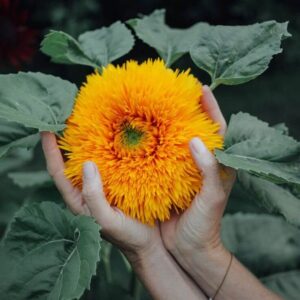 Helianthus annuus-Gummy Bear