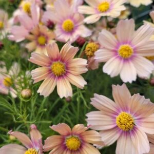 Cosmos - Apricot Lemonade