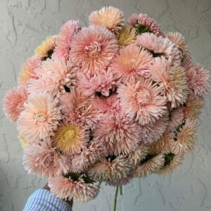Aster - King Size Apricot