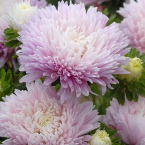 Aster - King Size Appleblossom