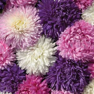 Aster - King Size Mix