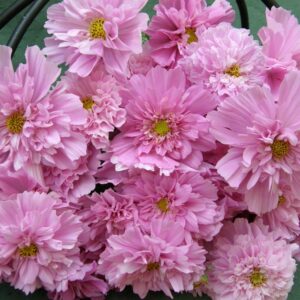 Cosmos - Double Click Rose BonBon