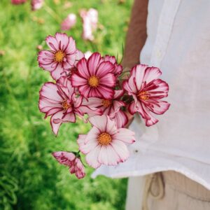 Cosmos - Fizzy Rose Picote