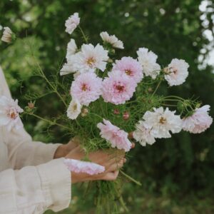 Cosmos - Cupcakes Blush