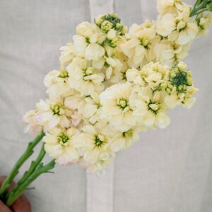 Matthiola-Iron Yellow