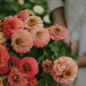 ZINNIA-Oklahoma Salmon