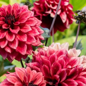 Dahlia-Orient Express