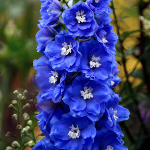 Delphinium-Blue Bird Elite