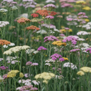 Achillea-Summer Pastels Mix