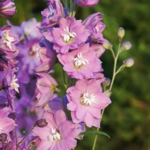 Delphinium-Fantasy Lilac Rose and White