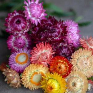 Helichrysum bracteatum-Formula Mix