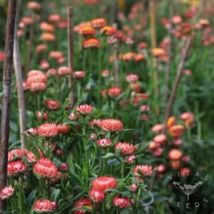 Helichrysum bracteatum-Salmon
