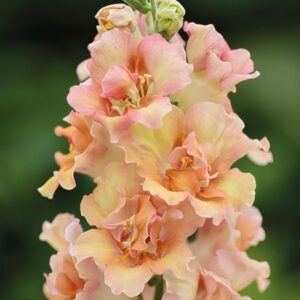 Snapdragons-Doubleshot Peach