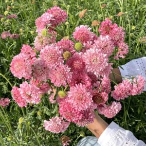 Scabiosa-Salmon Queen