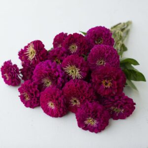 ZINNIA-Benary Giant Wine