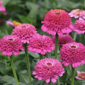 ZINNIA-Cresto! Violet