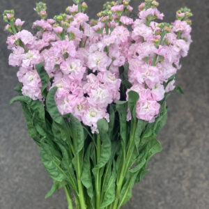 Matthiola-Iron Cherry Blossom