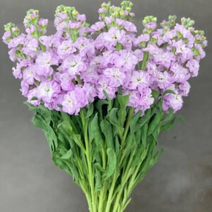 Matthiola-Iron Marine